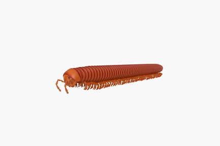 Preview: Lateral view of a millipede