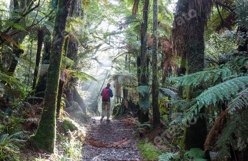 Preview: Hike in New Zealand forest