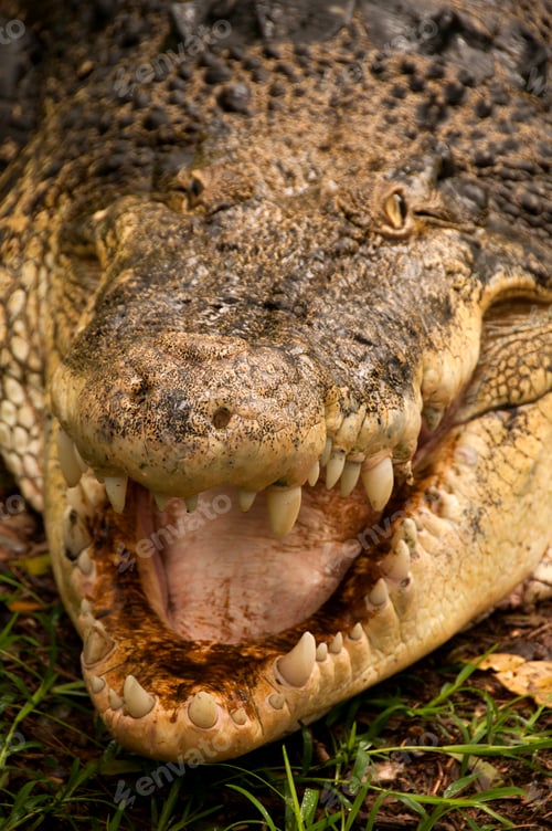 Preview: Close up of a crocodile