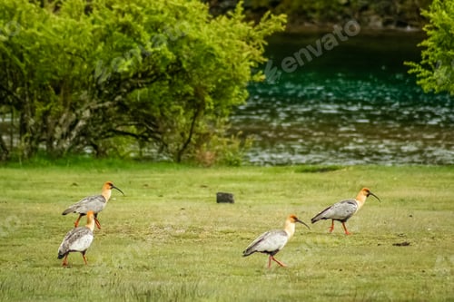 Preview: Four black faced ibises