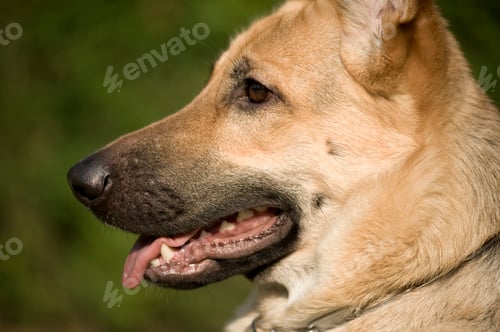 Preview: german shepherd