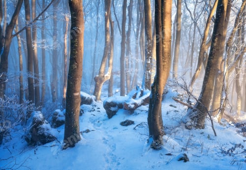 Preview: Mysterious snowy forest in fog in beautiful winter at sunset