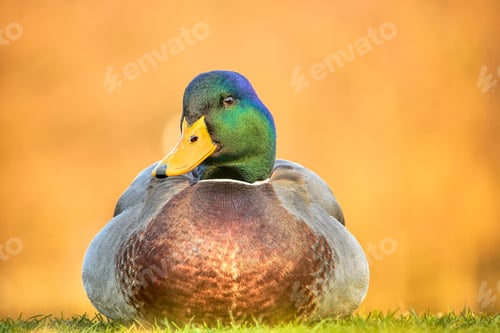 Preview: Closeup shot of the mallard or wild duck (Anas platyrhynchos) on the grass