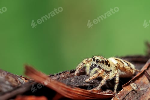 Preview: Spider on a branch. Extreme close up