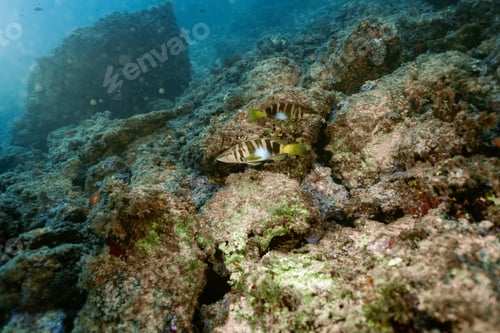 Preview: Painted Comber, Serranus scriba underwater, Benidorm, Spain