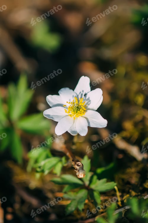 Preview: White anemone flower. White spring flower in sunlight.