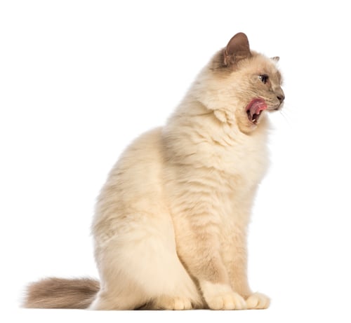 Preview: Birman sitting, looking away and licking against white background