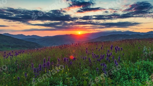 Preview: Mountain lavender flowers during a colorful sunset