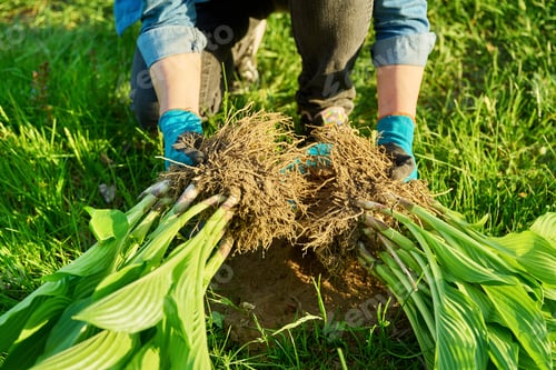 Preview: Close-up of spring dividing and planting bush of hosta plant