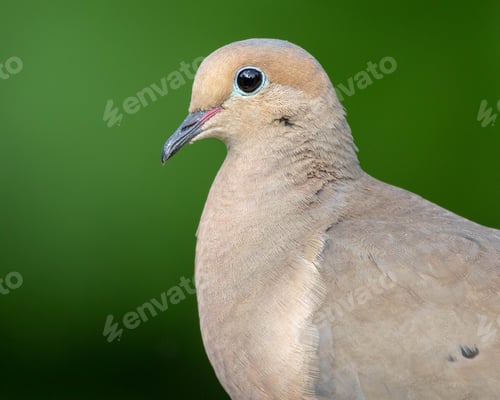 Preview: Mourning Dove