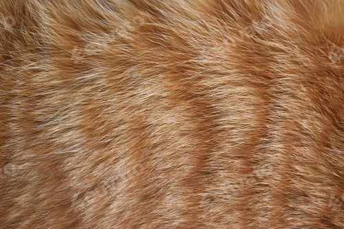 Preview: Ginger cat fur texture background.