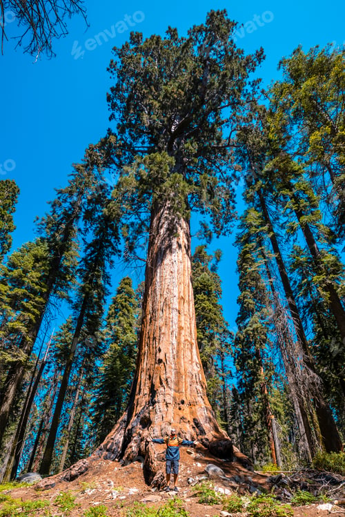 Preview: Sequoia National Park, one of the largest Sequoias in the park, California