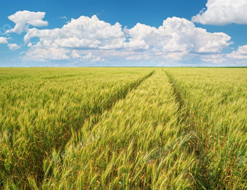 Preview: Green meadow of wheat at day.