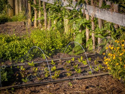 Preview: Organic vegetable garden