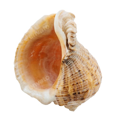 Preview: Sea Shell on a white background