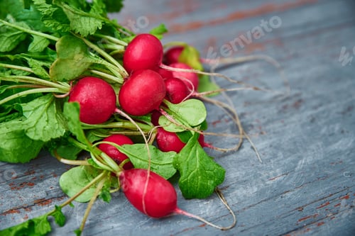 Preview: Fresh organic radish harvest on the table