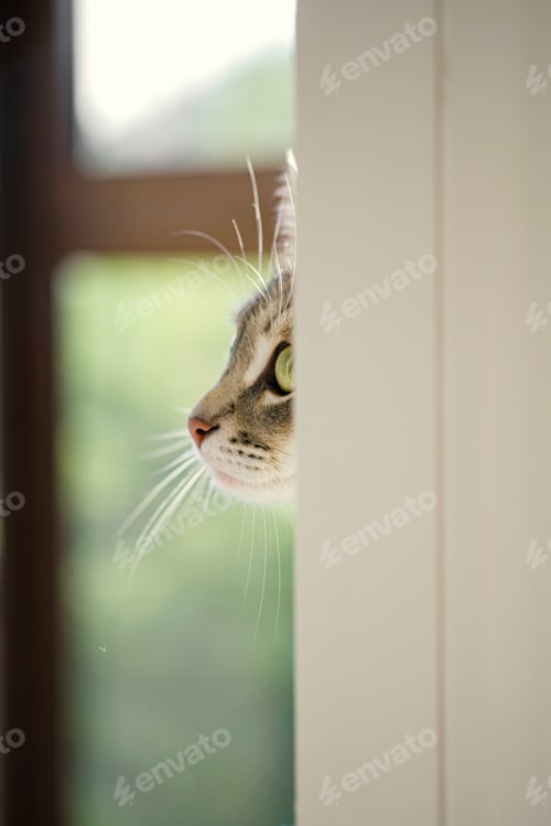 Preview: A domestic cat sits on the windowsill in profile and watches what is happening.