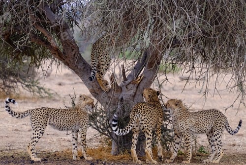 Vista previa: Group of cheetahs standing under the dry tree