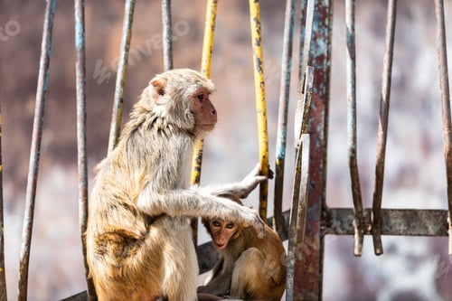 Preview: Macaque monkeys at Taung Kalat on Mt. Popa