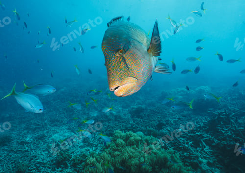 Preview: Cheilinus undulatus, maori wrasse humphead fish in australia