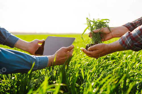 Preview: Two Farmers uses specialized app on digital tablet for checking wheat. Agriculture, ecology concept.