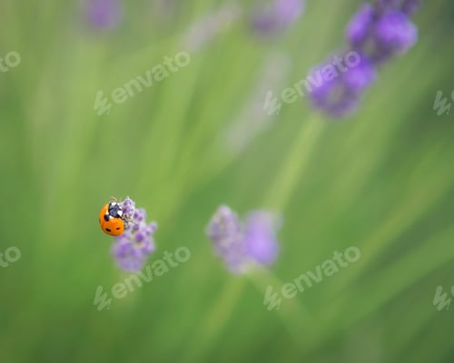 Preview: Bright orange lady bug beetle on a stalk of purple lavender