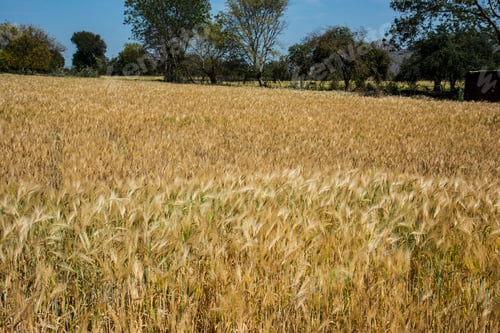 Preview: Wheat field and countryside scenery