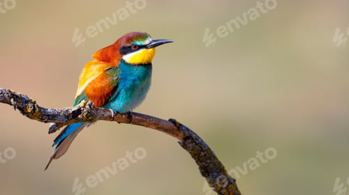 Preview: Bee-eater