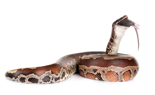 Preview: Python brongersmai in studio