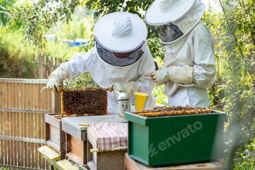 Preview: Couple male and female tending to bee hive at the bottom of garden for honey. Inspecting the hive