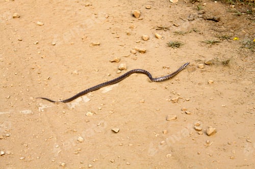 Preview: A long snake on the dirt road