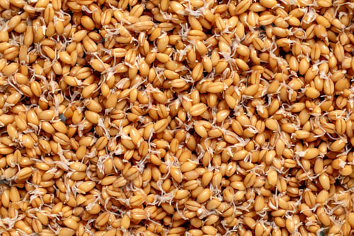 Preview: Sprouted Wheat Grains Healthy Organic Background