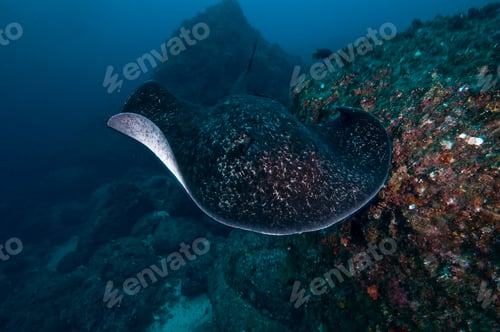 Preview: Common Marbled Ray gliding over seabed, Cocos Island, Costa Rica
