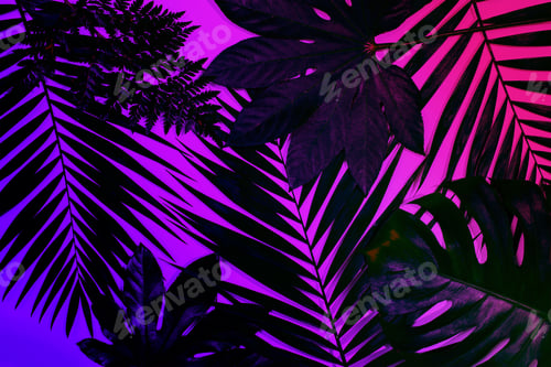 Preview: Exotic tropical palm leaves isolated on purple pink gradient background. Flyer for ad, design