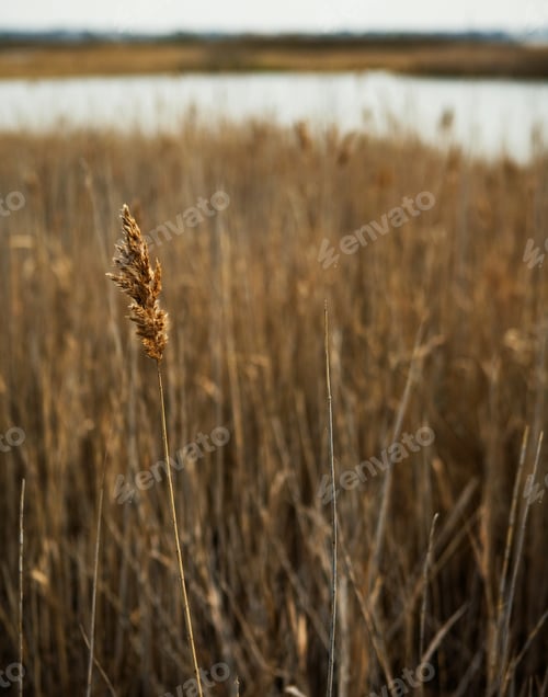 Preview: Dry grass, close up