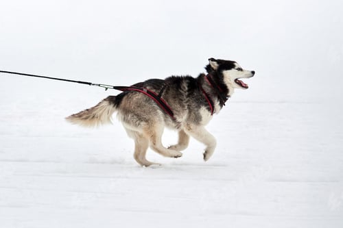 Preview: Running Husky dog on sled dog racing