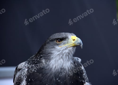 Preview: Honey Buzzard