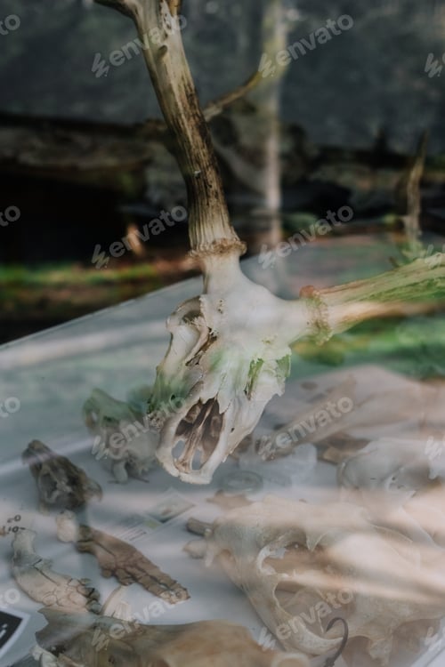 Preview: Deer skull on a glass table