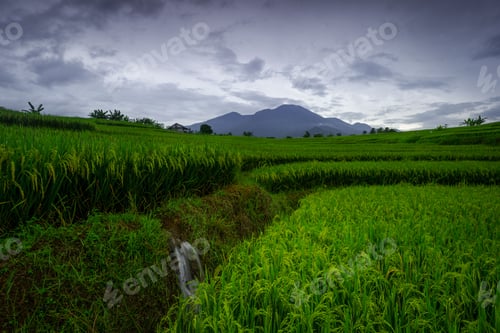 Preview: Beautiful morning view indonesia Panorama Landscape paddy fields with beauty color and sky natural l