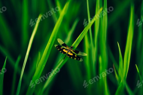 Preview: Close up rice seed ripe and green leaves at rice file. Background, Farm and agriculture concept.