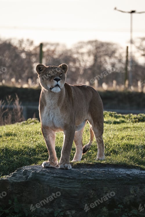 Preview: Vertical closeup shot of a female lion standing on the stone in a valley