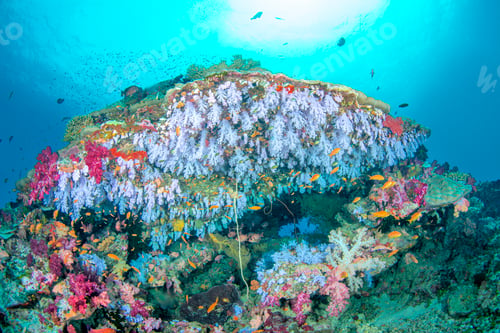 Preview: Underwater Reef in Fiji