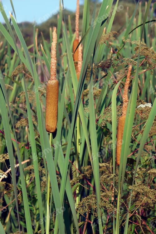 Preview: Common Bulrush (Typha Latifolia). Called Broadleaf Cattail, Great Reedmace, Cooper'S Reed, Cumbungi.