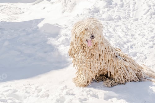 Preview: Hungarian white purebred puli breed dog,shepherd dog pet with dreadlock outdoor lying on snow winter