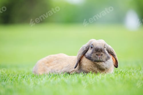 Preview: Flap-eared pet rabbit on green grass in park