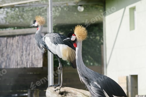 Preview: Beautiful Crowned Cranes at the zoo