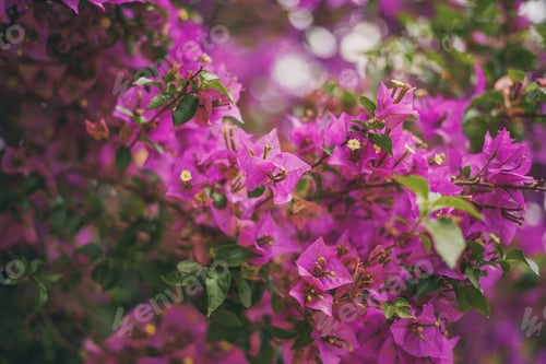 Preview: Purple Flowers in nature -Beautiful Bougainvillea