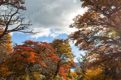Preview: Autumn forest