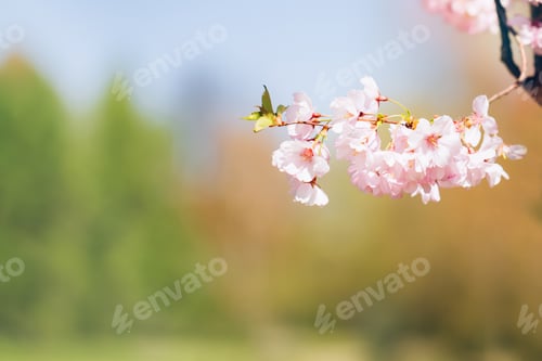 Preview: Pink Cherry blossom branch in bloom. Spring concept. Copy space