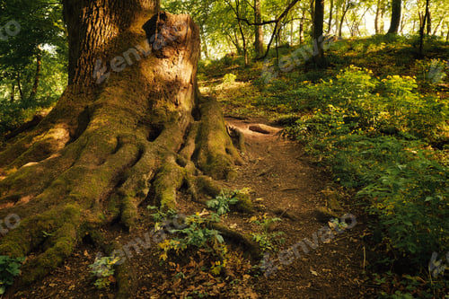 Preview: Old tree on the spring forest